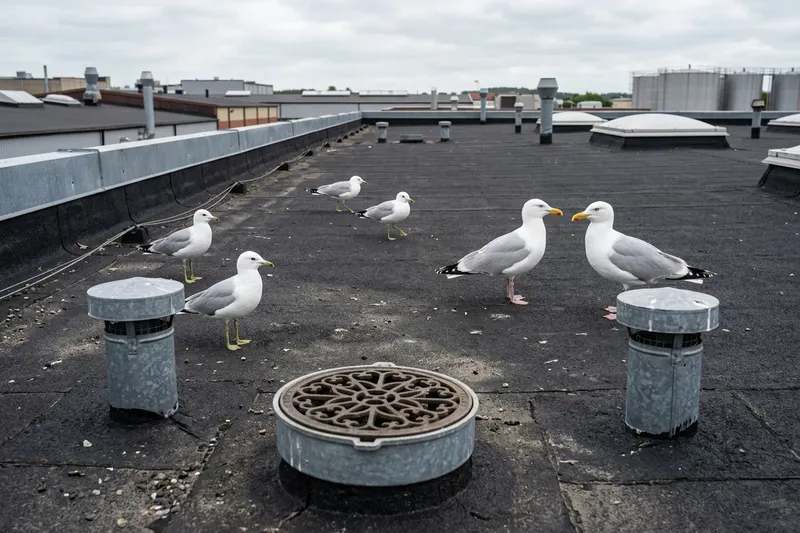 Fiskmåsar och gråtrutar som står på ett platt papptak på en industribyggnad, med ventilationshuvar och en takbrunn i förgrunden