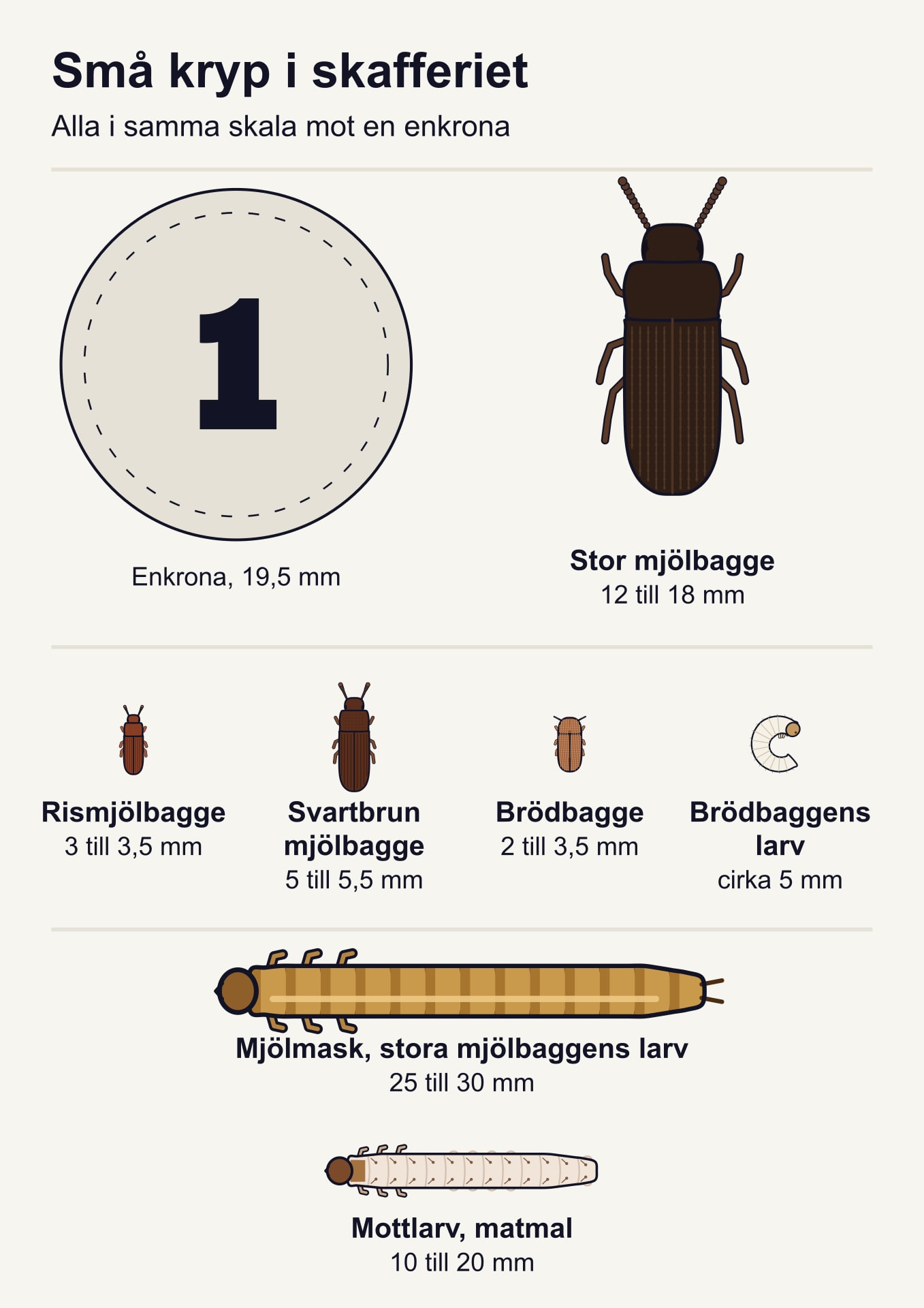 Förrådets vanligaste kryp i skala mot en enkrona: rismjölbagge, svartbrun mjölbagge, stor mjölbagge, brödbagge, mjölmask, brödbaggens larv och mottlarv