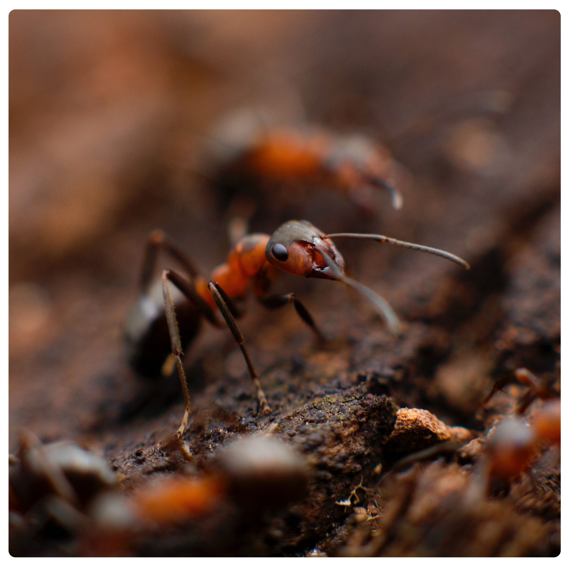 Hur bekämpar man egentligen våra vanligaste myror?