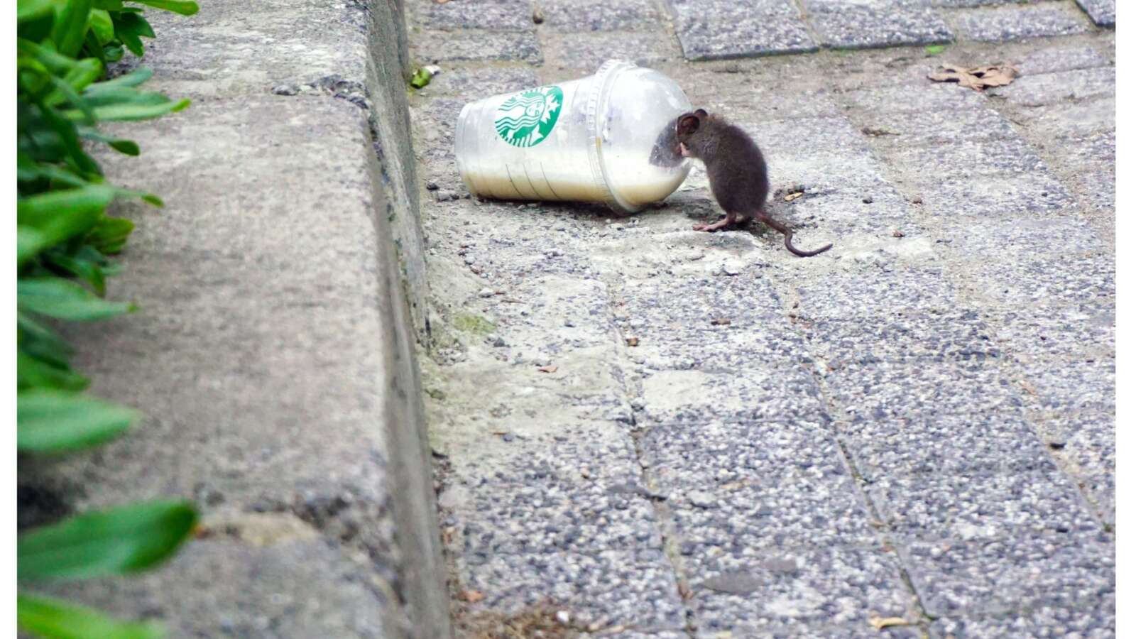 Skadedjur Stockholm - Råttor