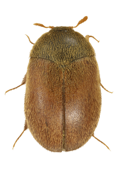 Pälsänger: 4 lätta steg för att bli av med dem