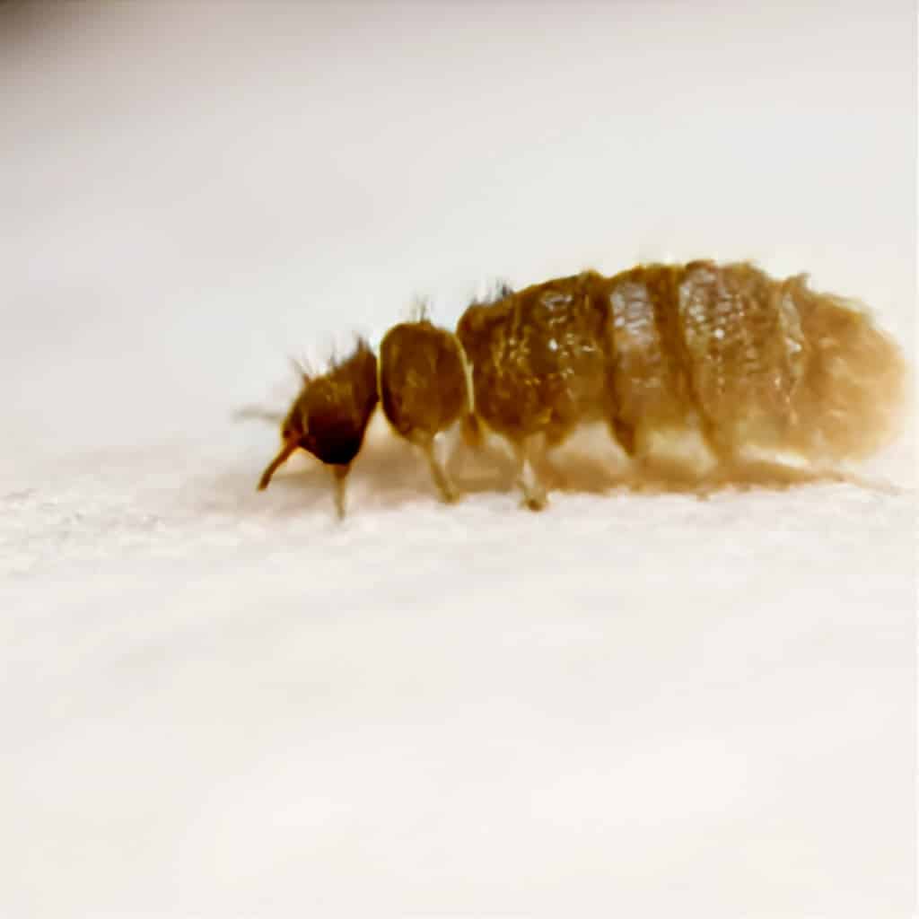 Pälsänger: 4 lätta steg för att bli av med dem