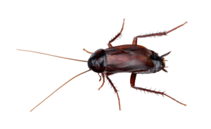 Orientalisk kackerlacka-Blatta orientalis