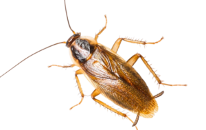 Tysk kackerlacka-Blattella germanica