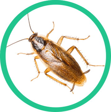 Identifiera Skadedjur här - Vanliga Skadedjur - Begone ...