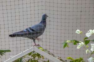 fågelskydd balkong - fågelnät