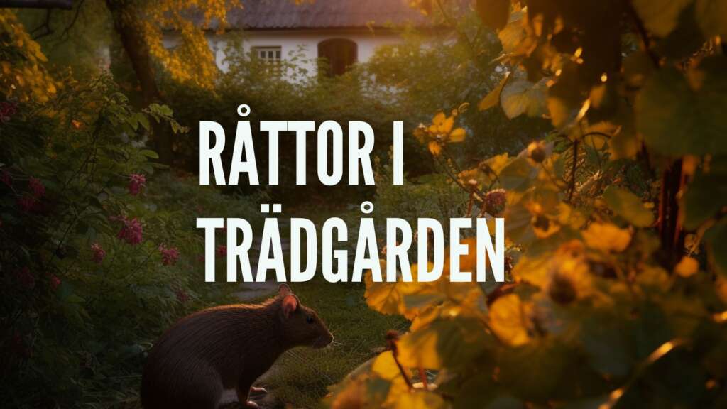 Råttor - Fakta, beteende, förökning & bekämpning 2026
